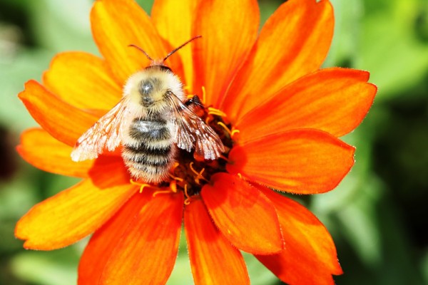 orange flower with bee